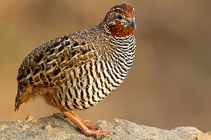 Jungle bush quail_sml